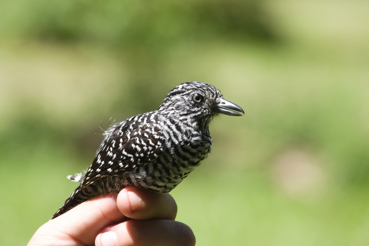 Barred Antshrike - ML636250014