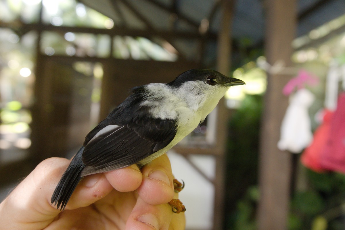 White-bearded Manakin - ML636250028