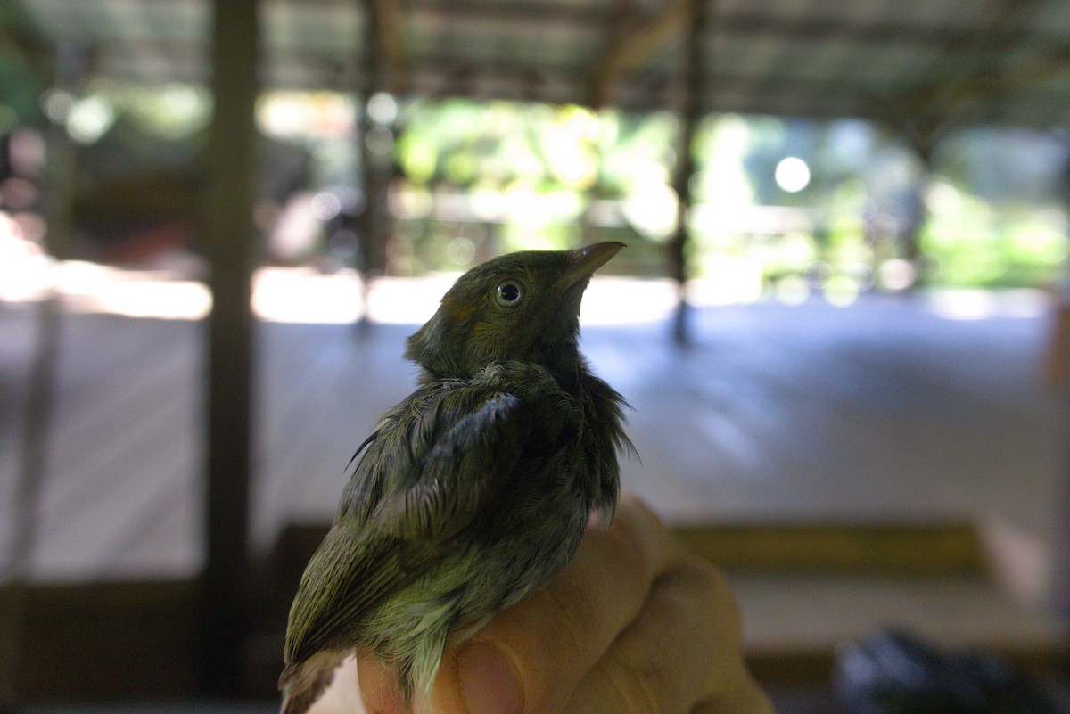Golden-headed Manakin - ML636250040