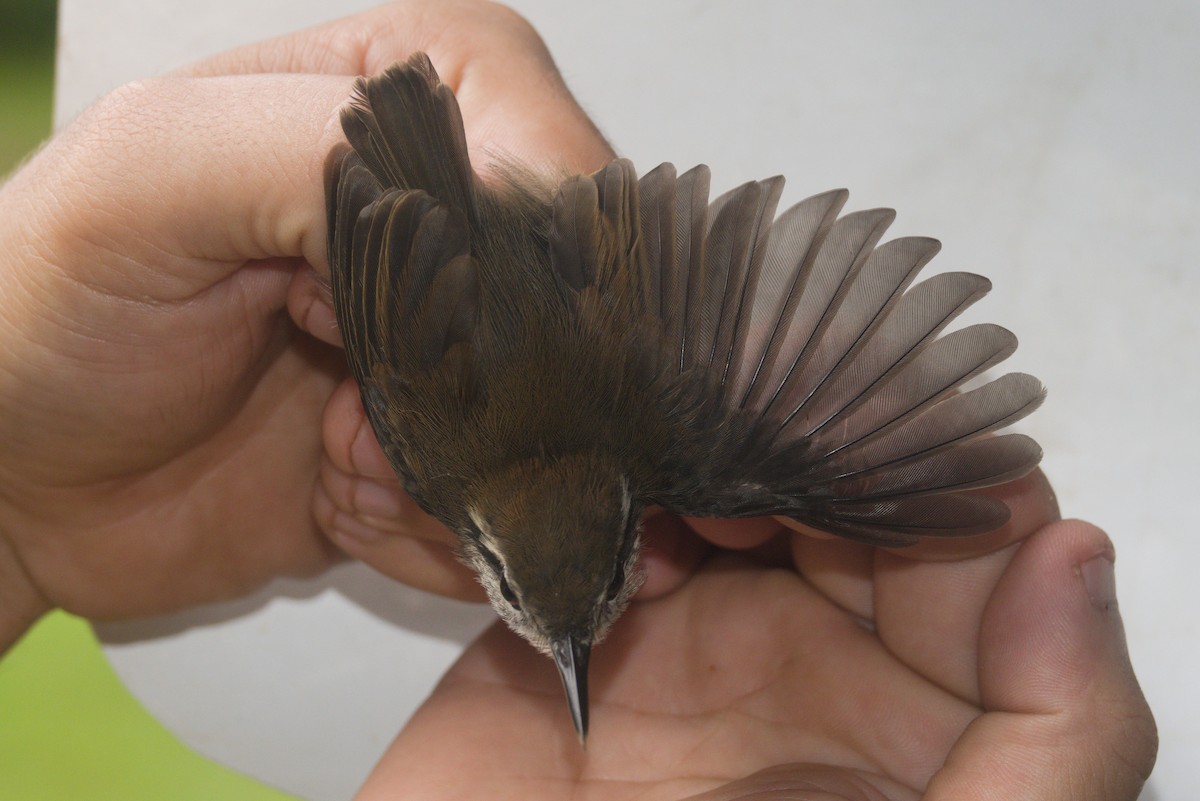 Collared Gnatwren - ML636250056