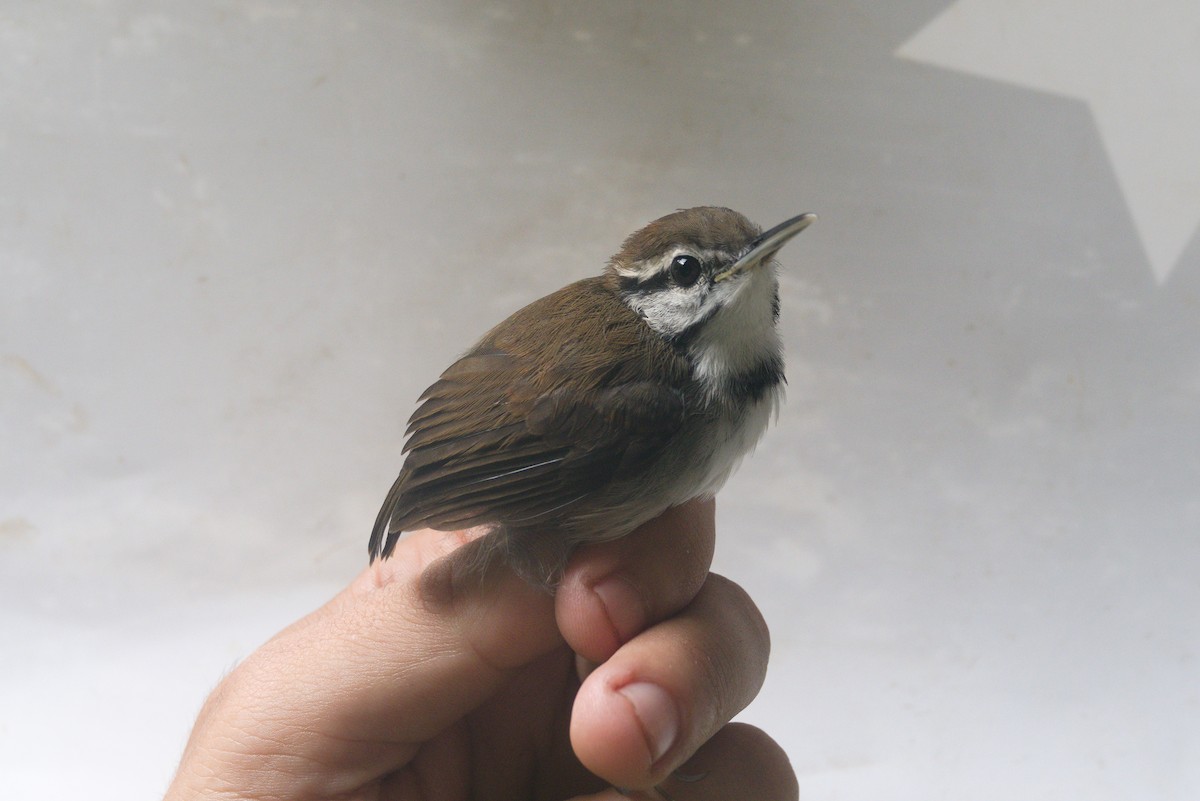 Collared Gnatwren - ML636250057