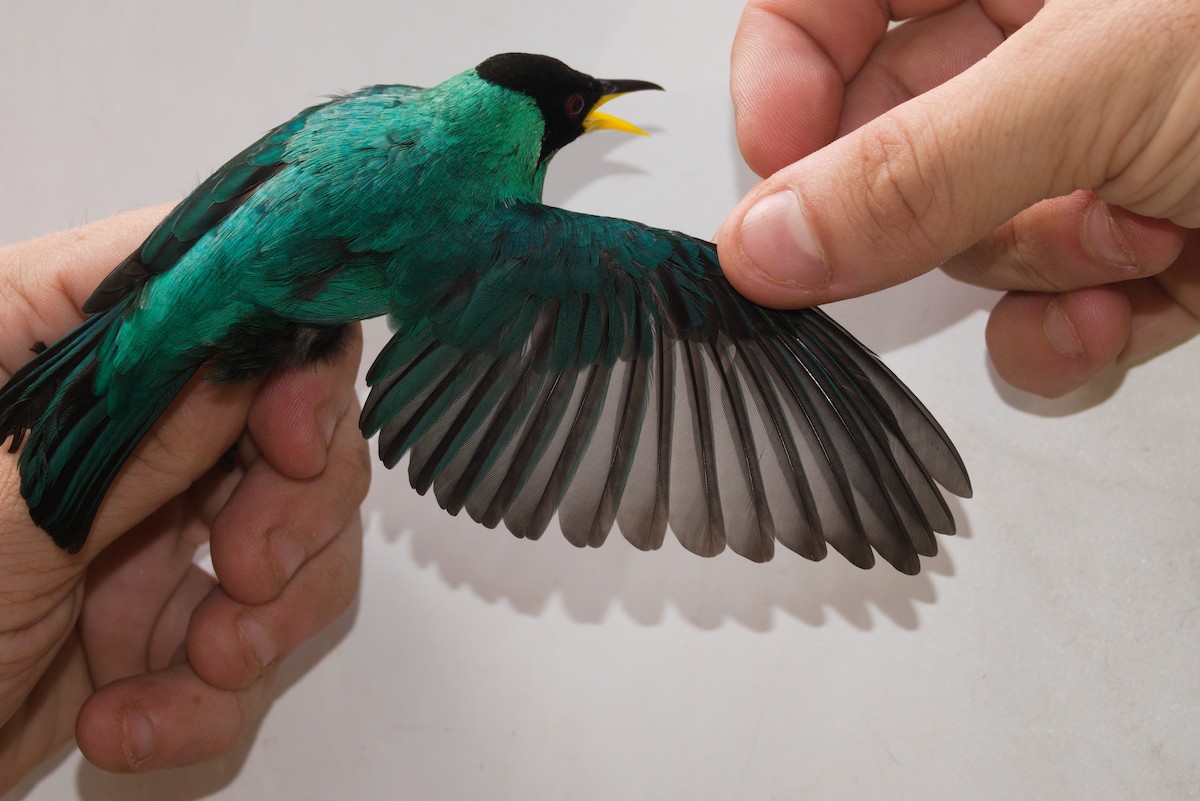 Green Honeycreeper - ML636250063