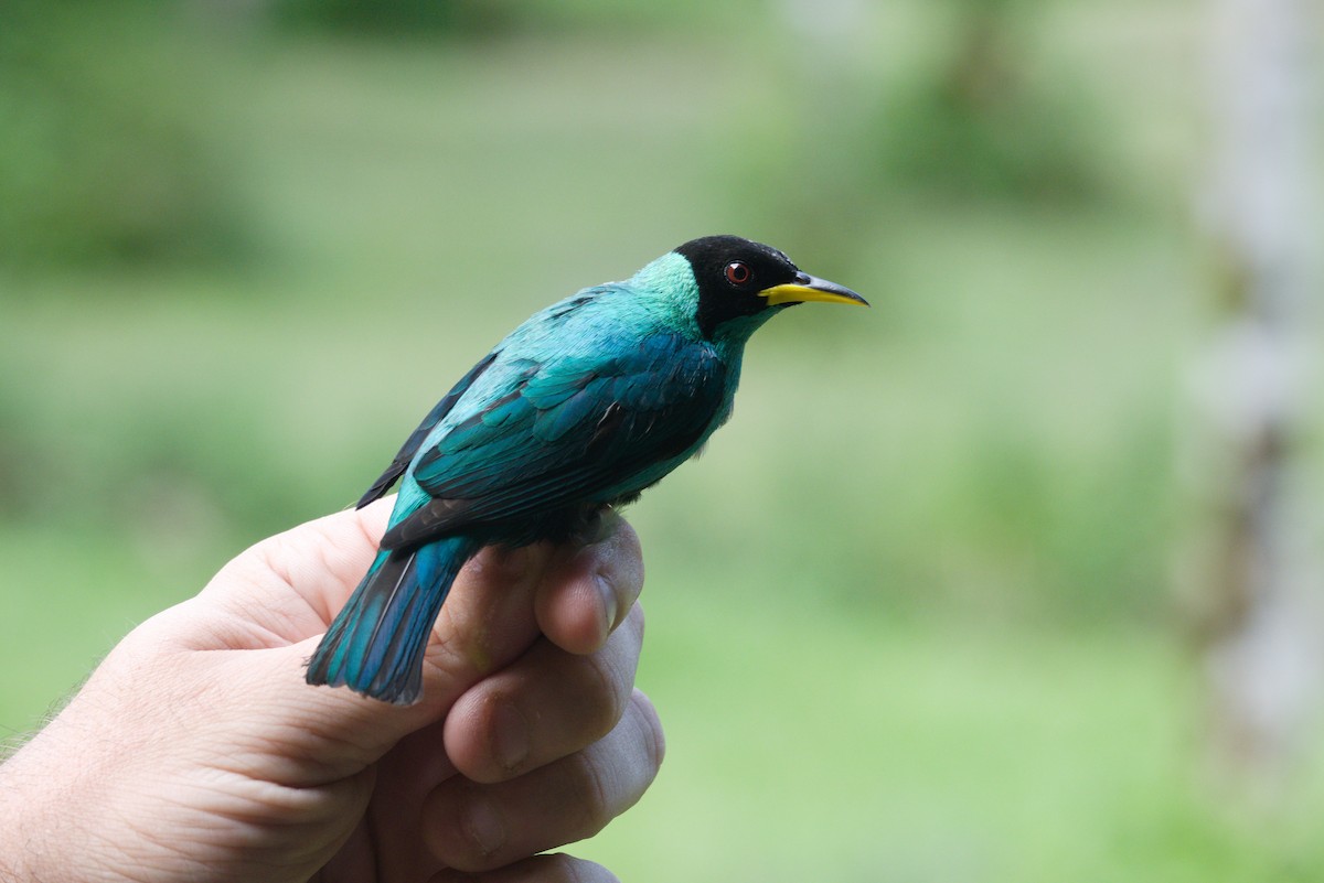 Green Honeycreeper - ML636250064