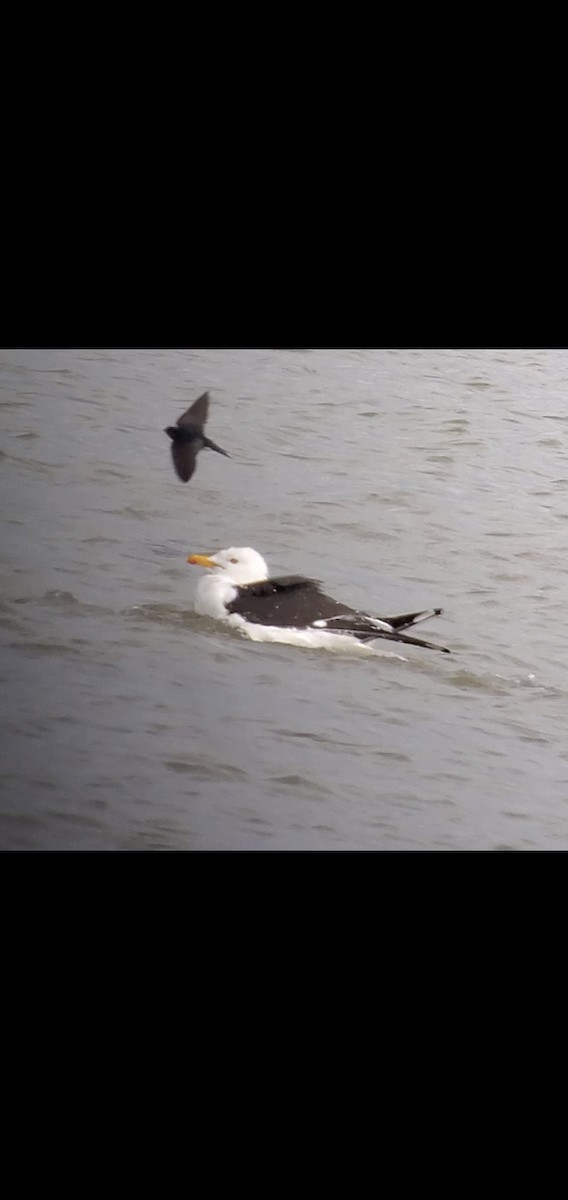 Common Gull - ML636250072