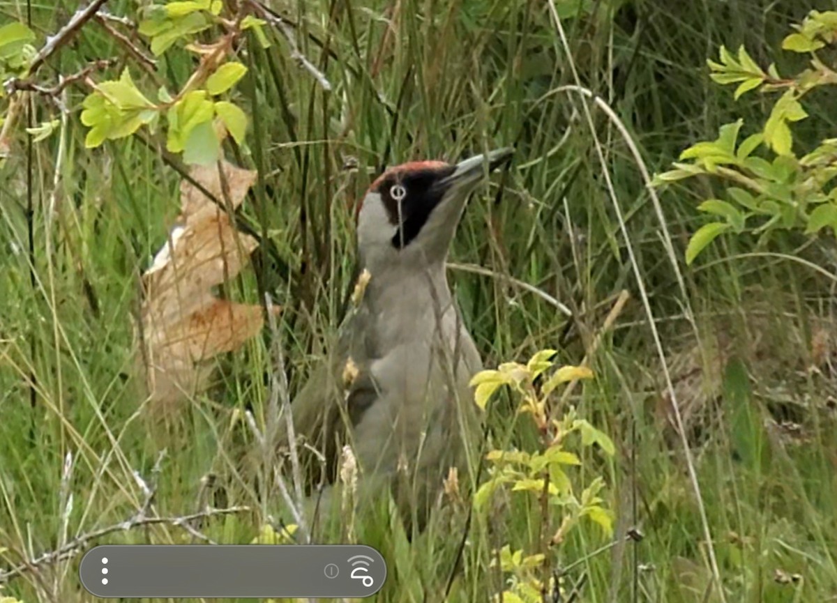 Eurasian Green Woodpecker - ML636250191