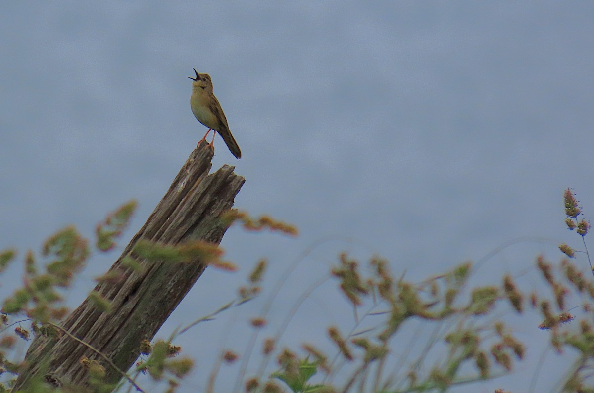 Common Grasshopper Warbler - ML636250201