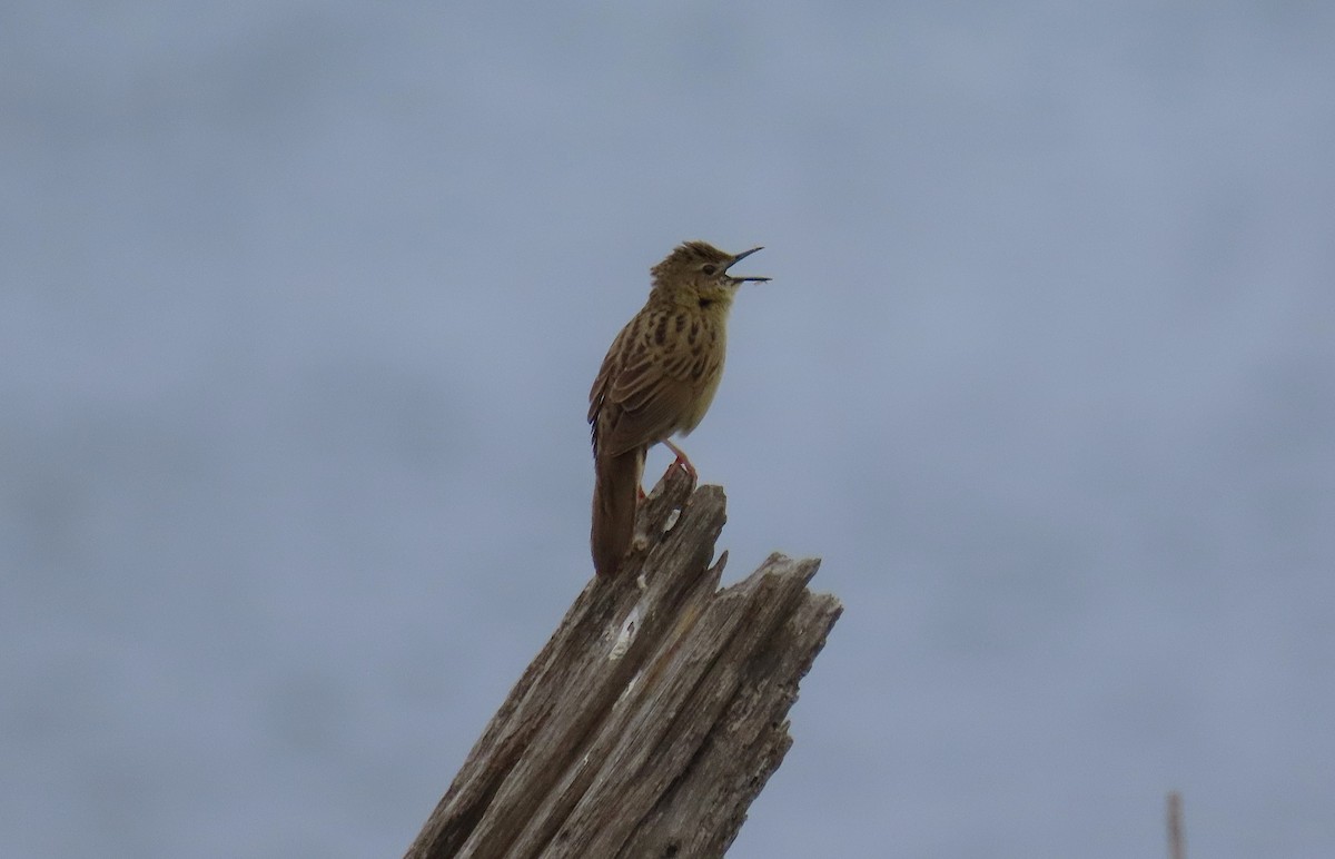 Common Grasshopper Warbler - ML636250202