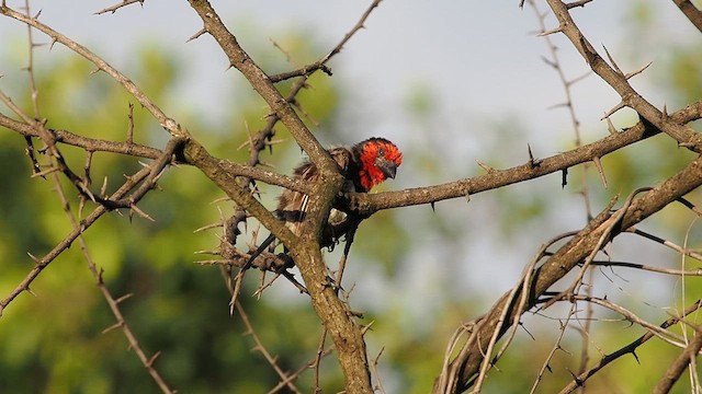 Black-collared Barbet - ML636250250