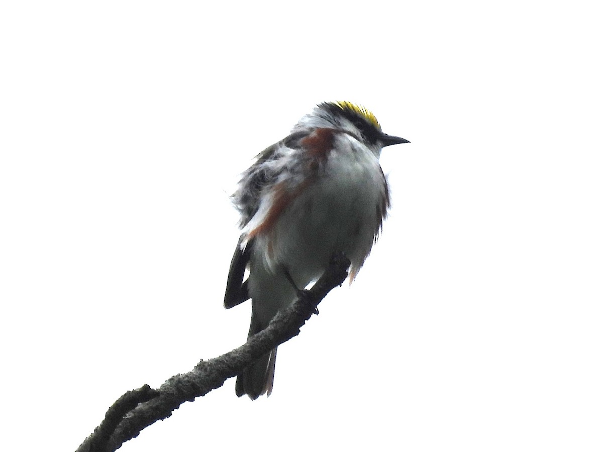 Chestnut-sided Warbler - ML636250387