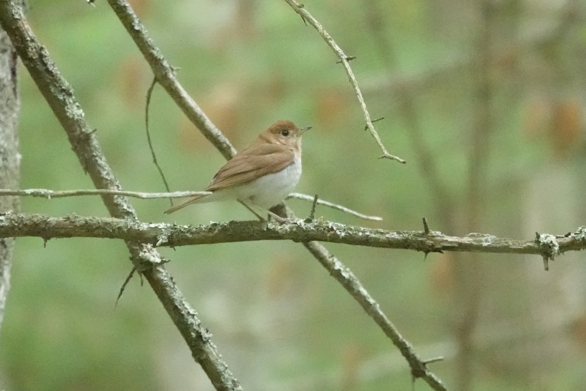 Veery - ML636250409