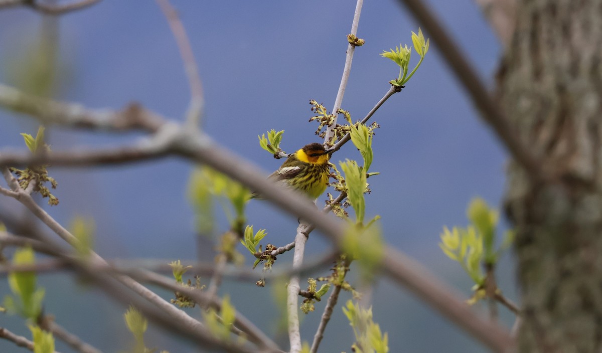 Cape May Warbler - ML636250464