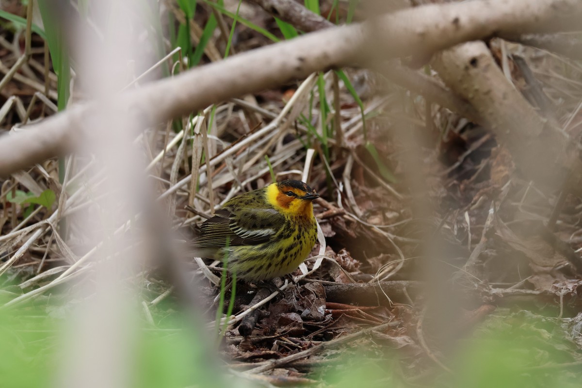 Cape May Warbler - ML636250466