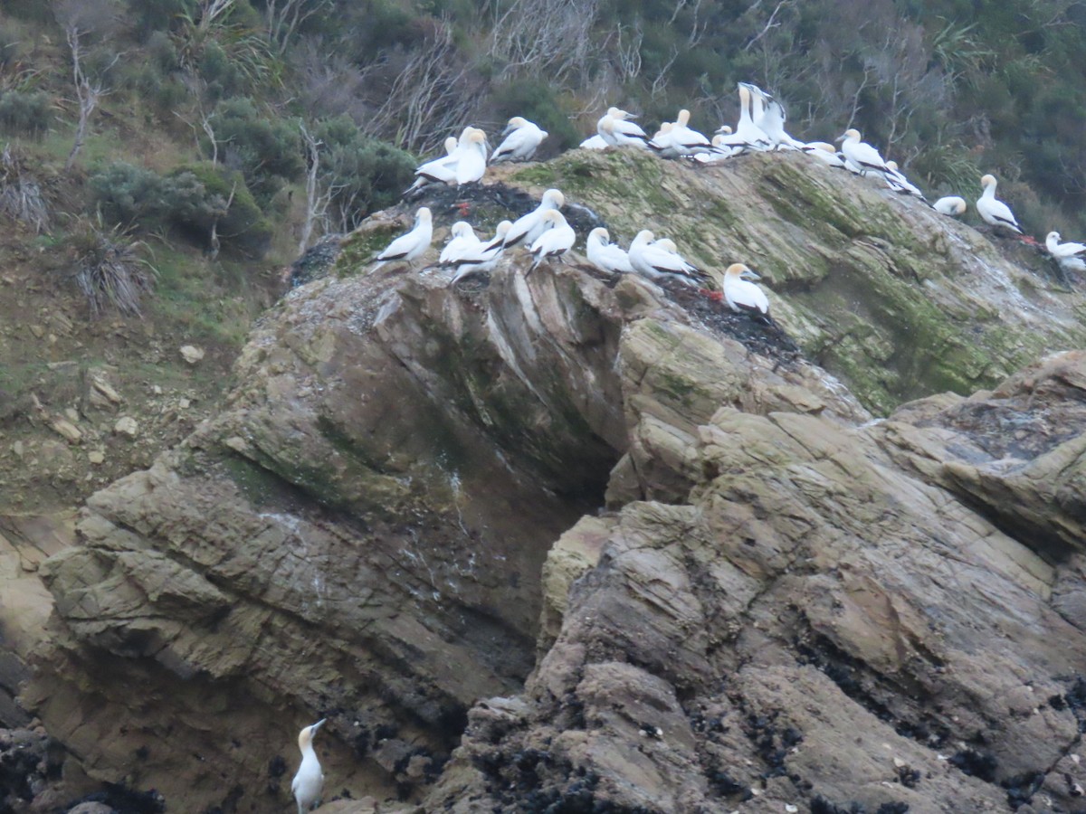 terej australský - ML636250481