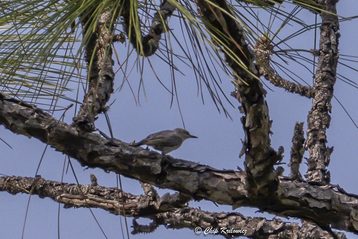 Brown-headed Nuthatch - ML636250497