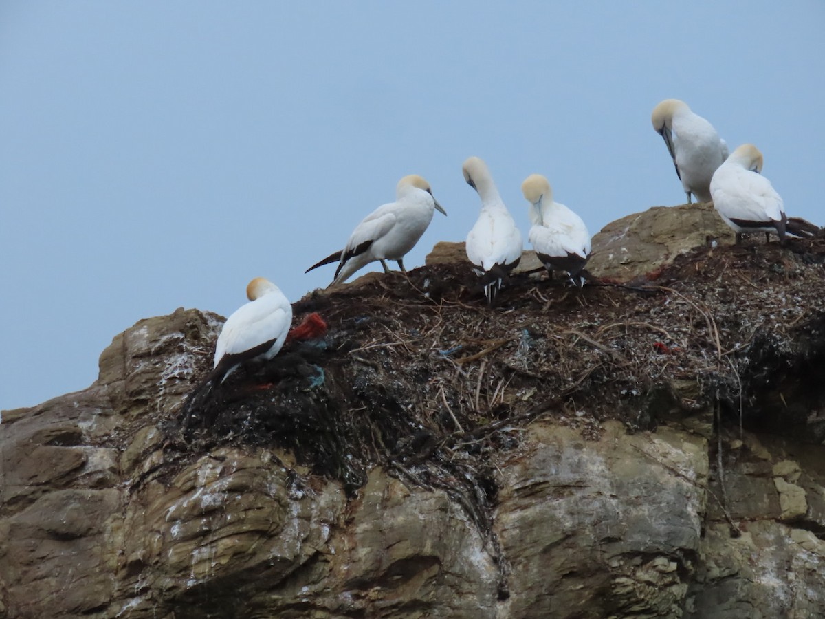 terej australský - ML636250507