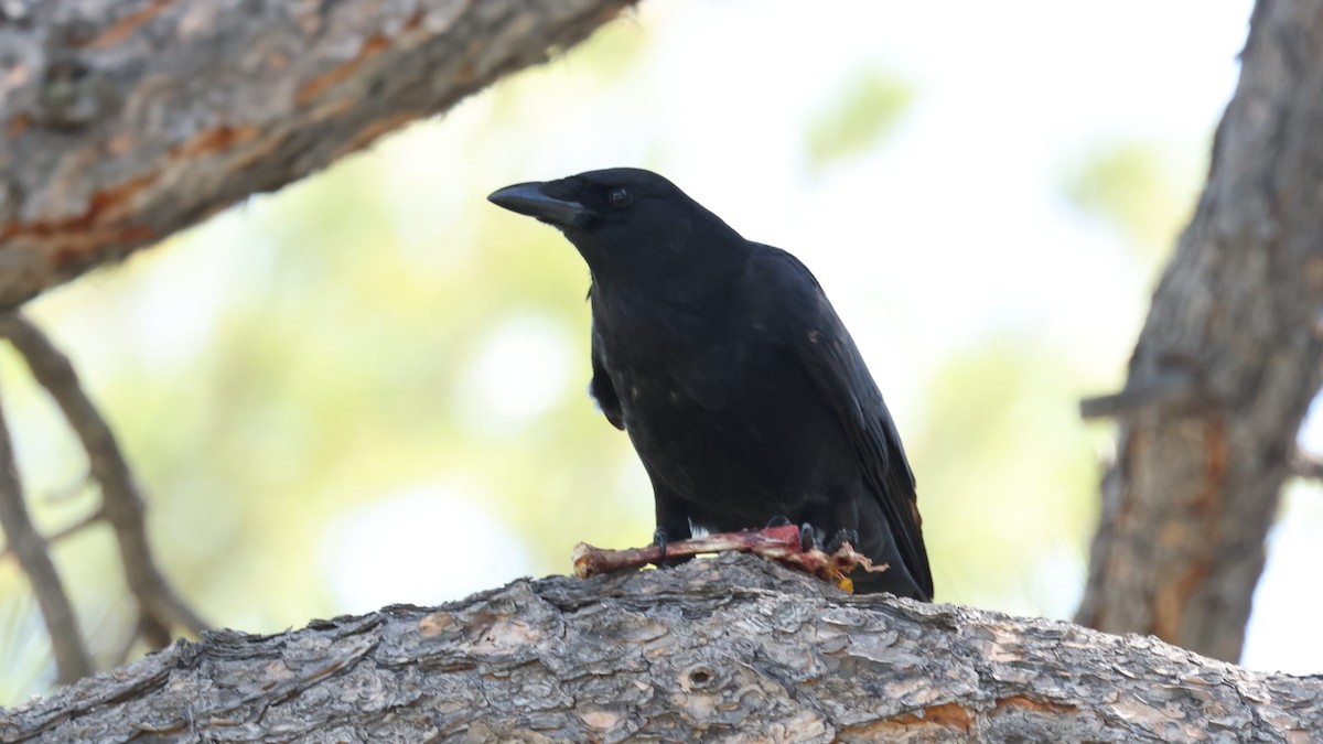 Grand Corbeau - ML636250545