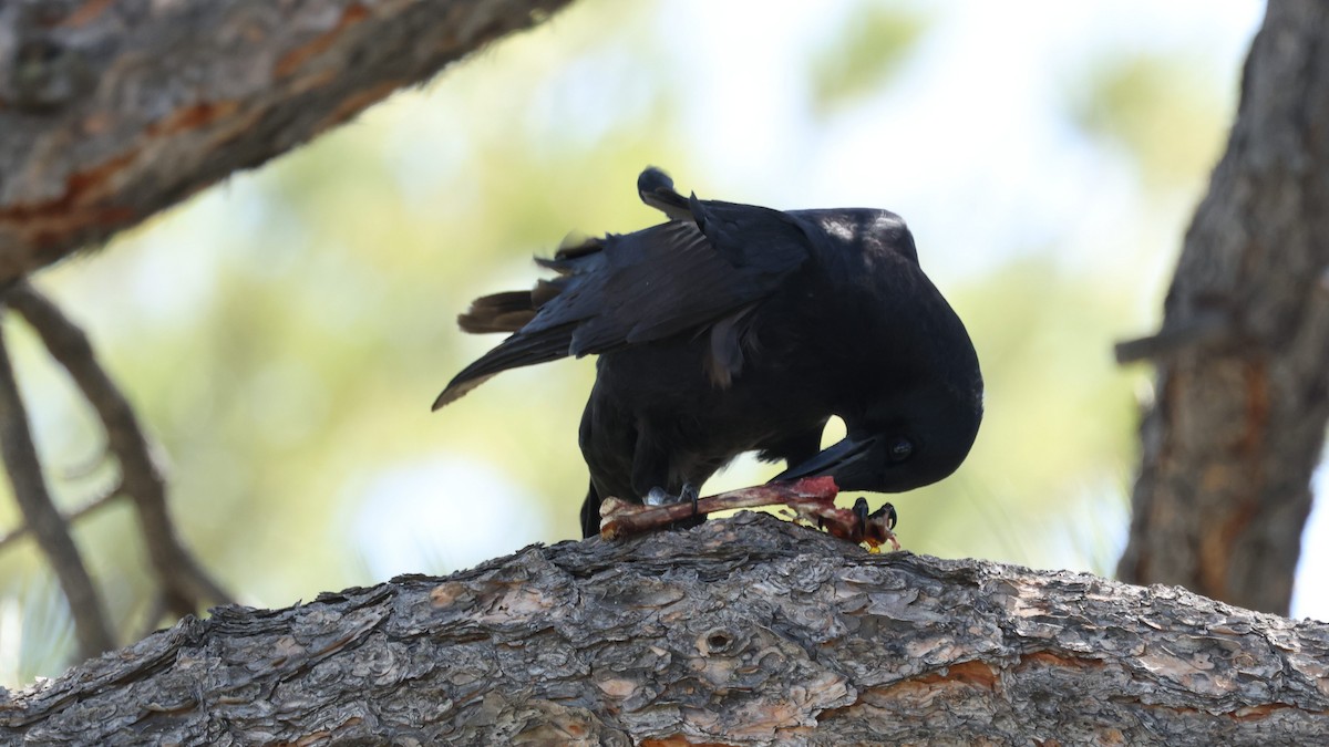 Grand Corbeau - ML636250546