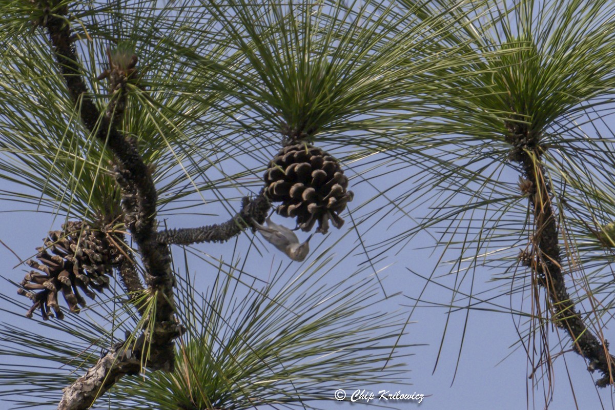 Brown-headed Nuthatch - ML636250569