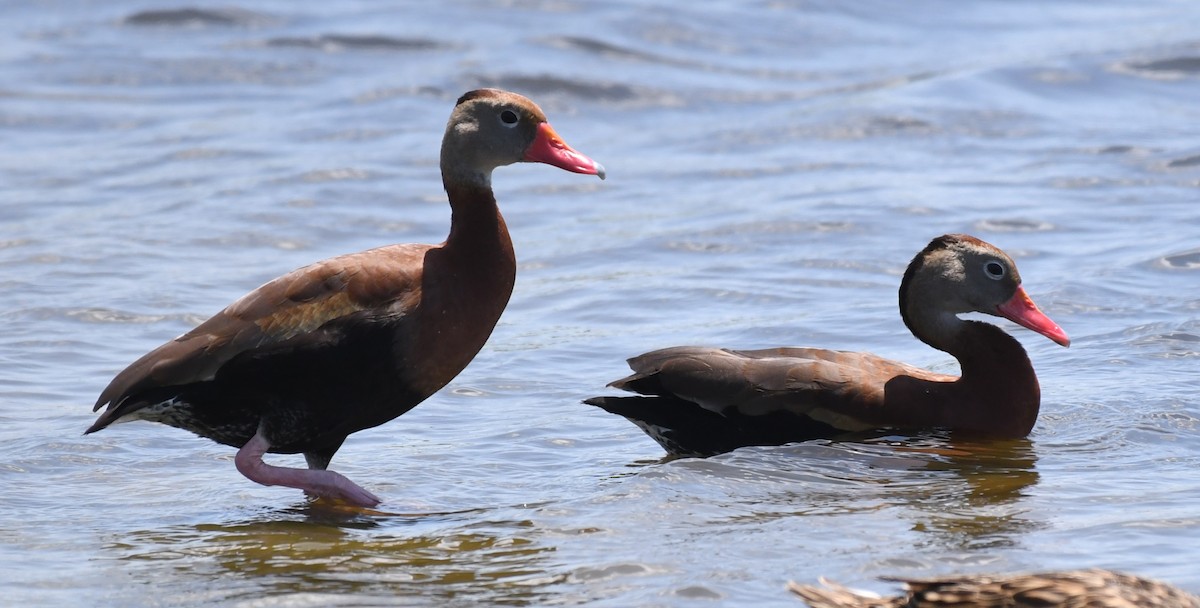 Black-bellied Whistling-Duck - ML636250574