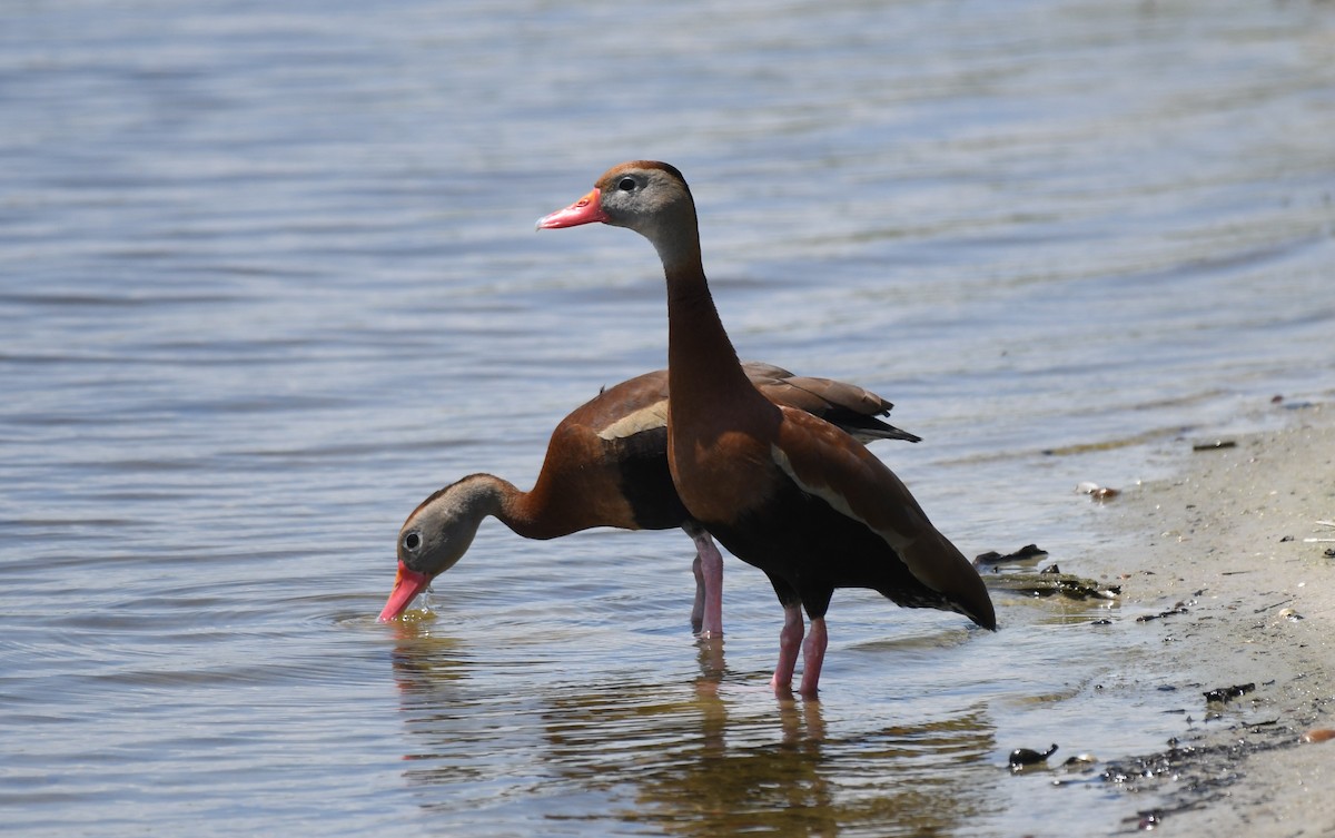 Black-bellied Whistling-Duck - ML636250575