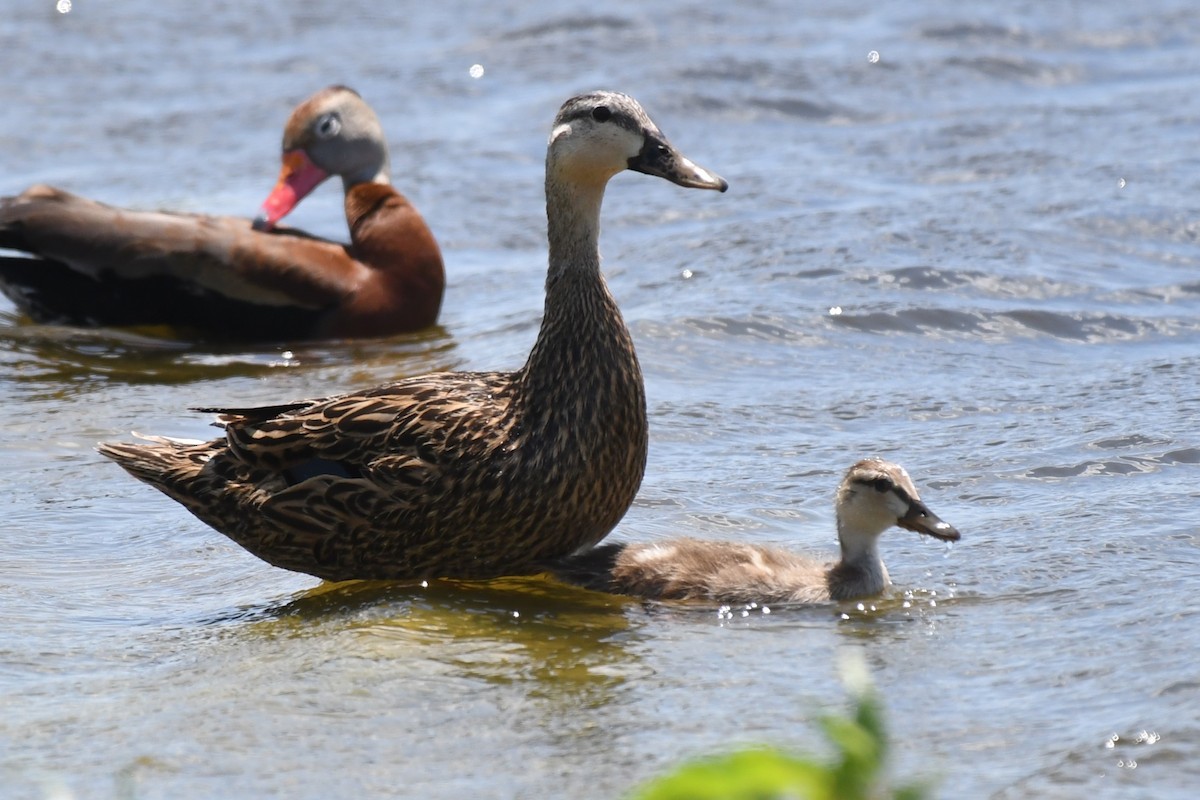 Mottled Duck - ML636250597