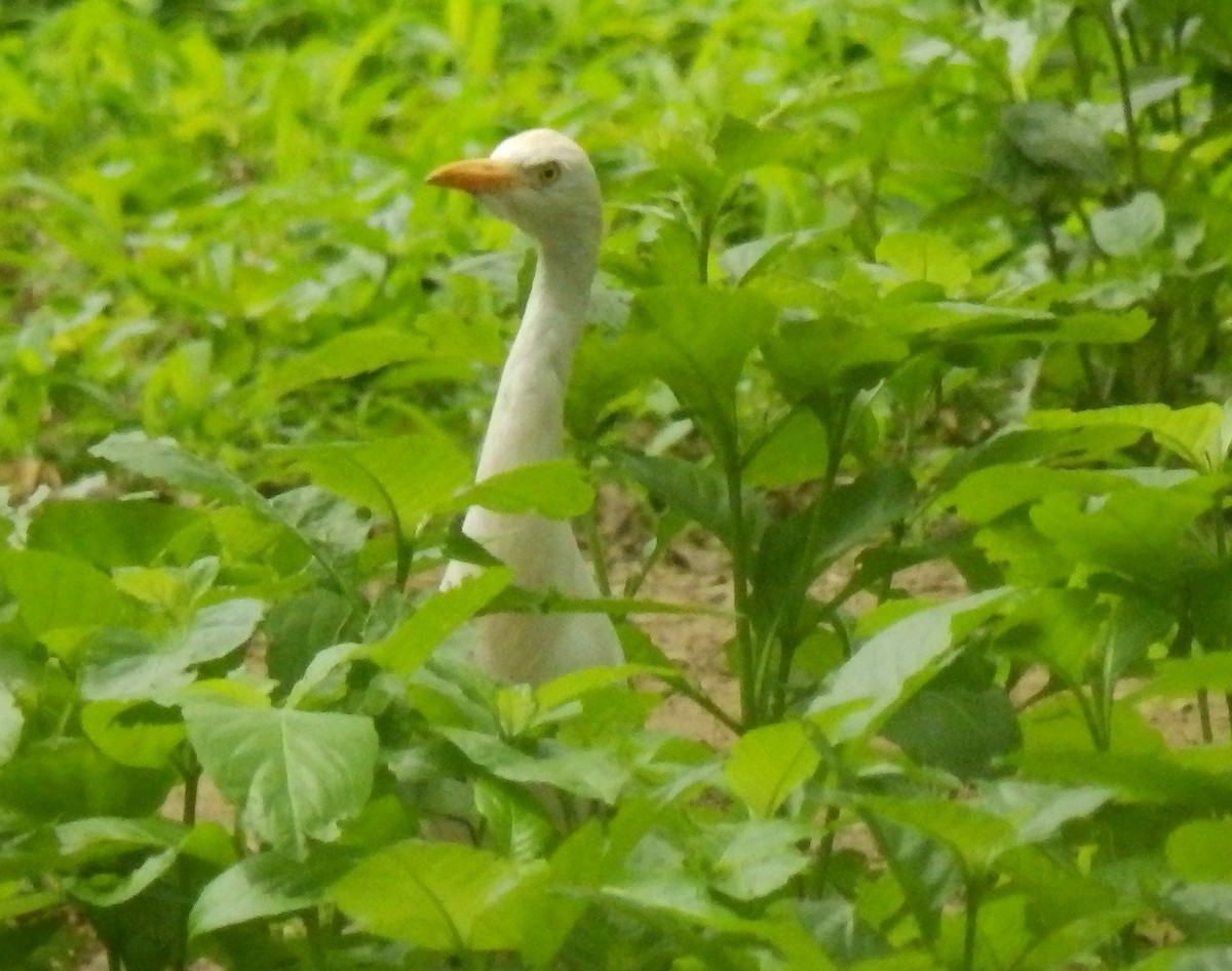 Western Cattle-Egret - ML636250605