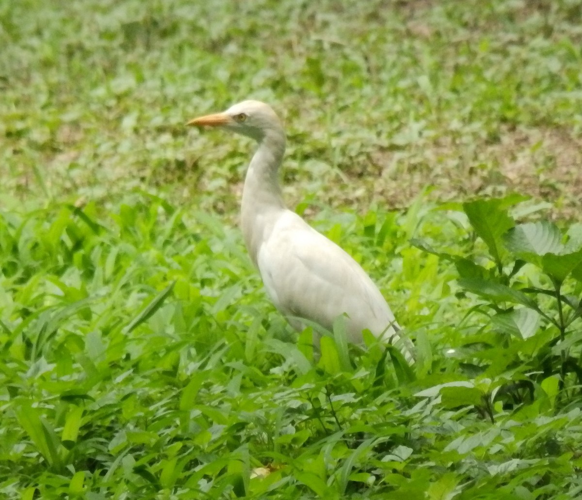 Western Cattle-Egret - ML636250613