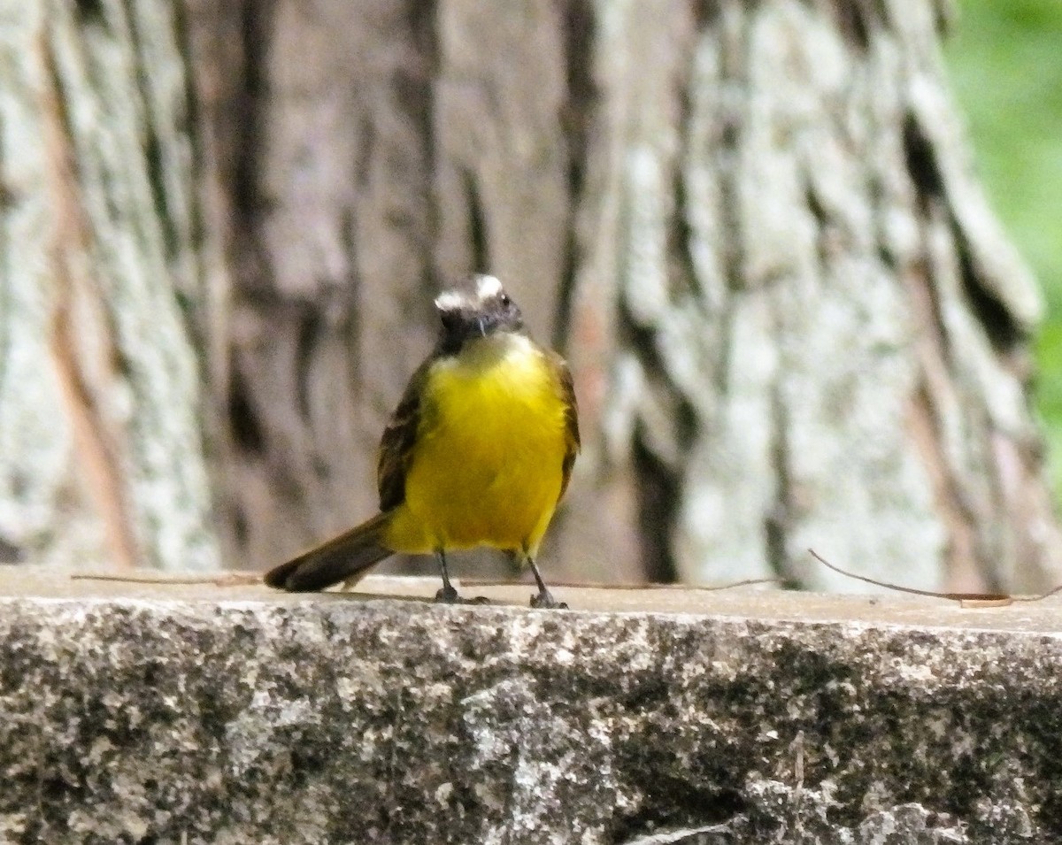 Social Flycatcher - ML636250631