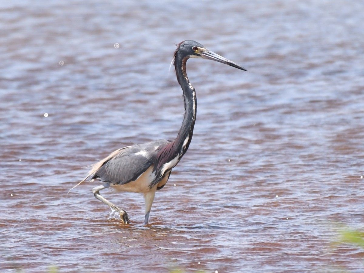 Tricolored Heron - ML636250634