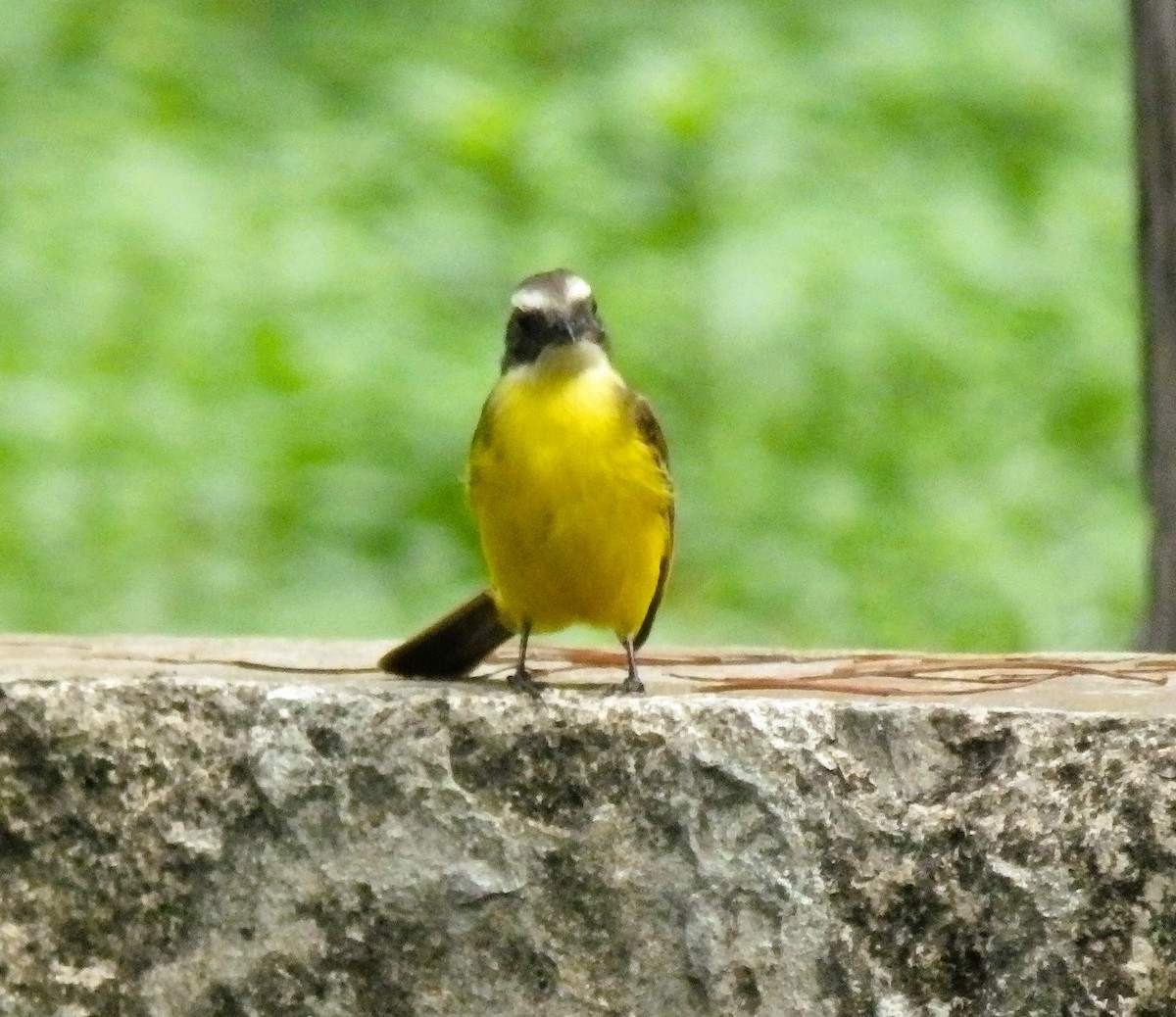 Social Flycatcher - ML636250636