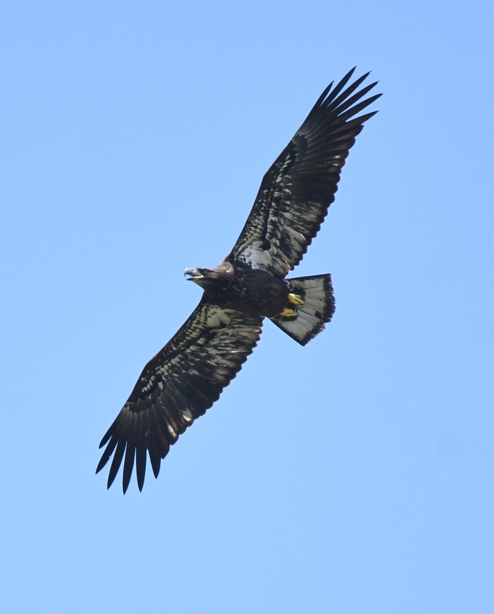 Bald Eagle - ML636250647