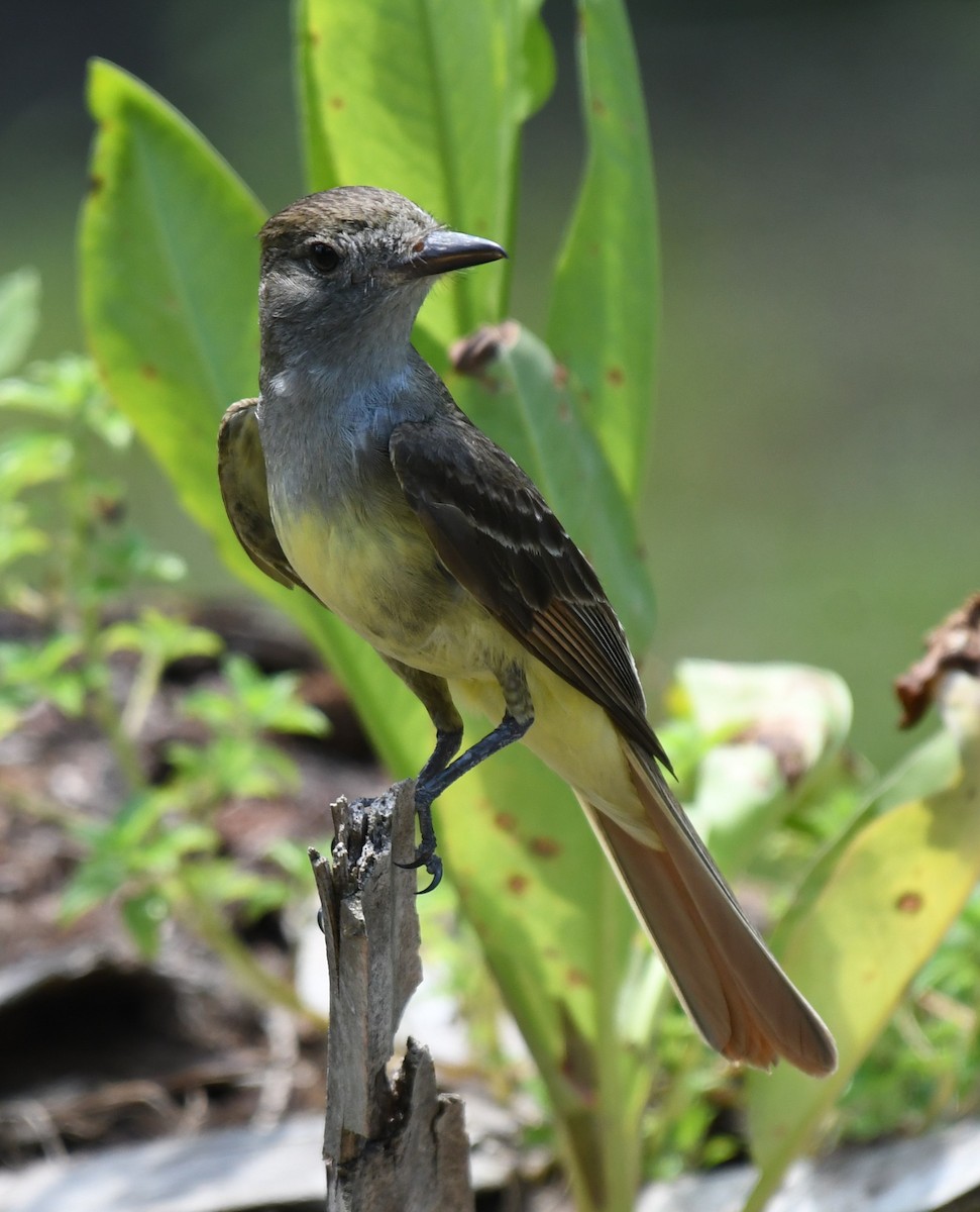 Great Crested Flycatcher - ML636250660