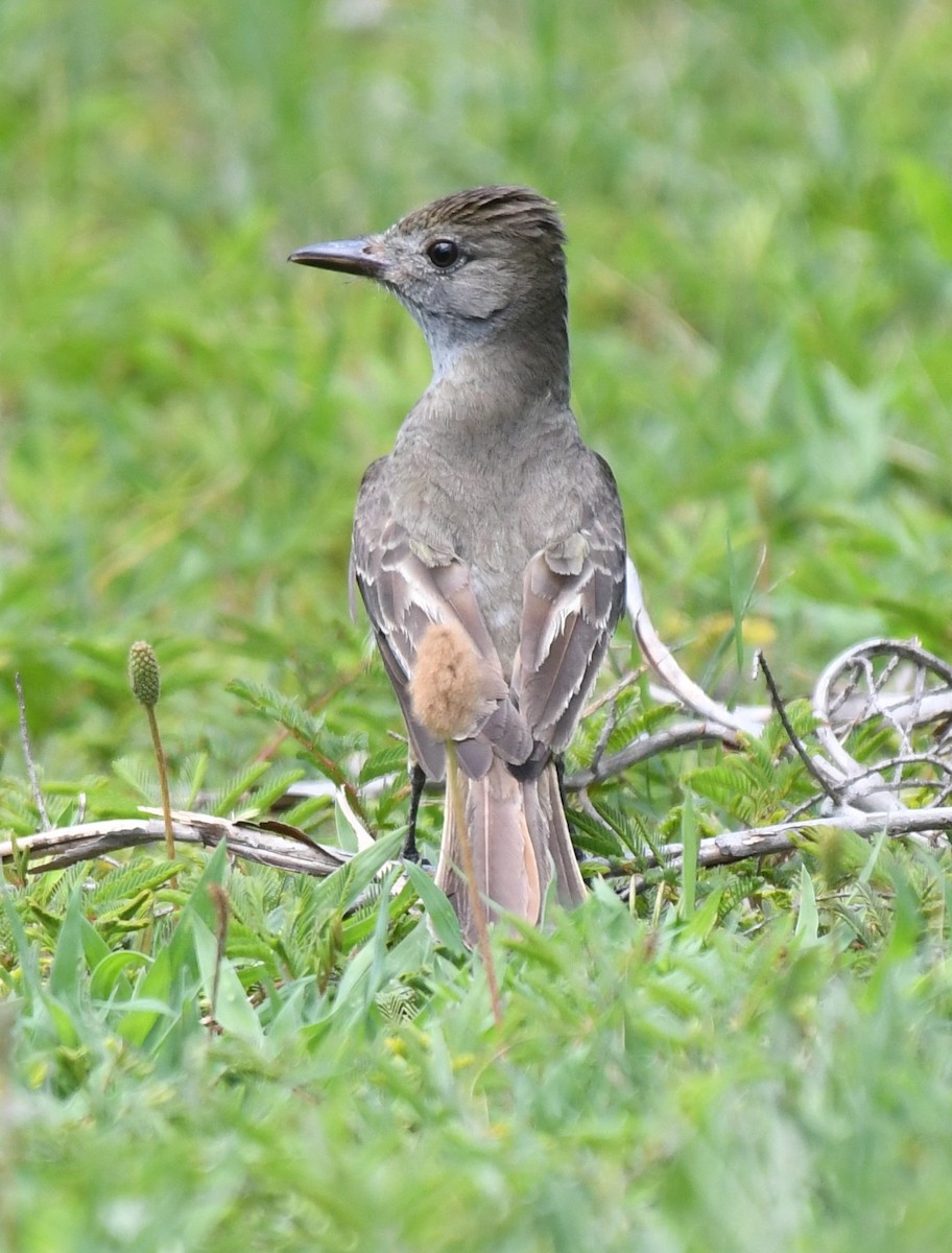 Great Crested Flycatcher - ML636250676