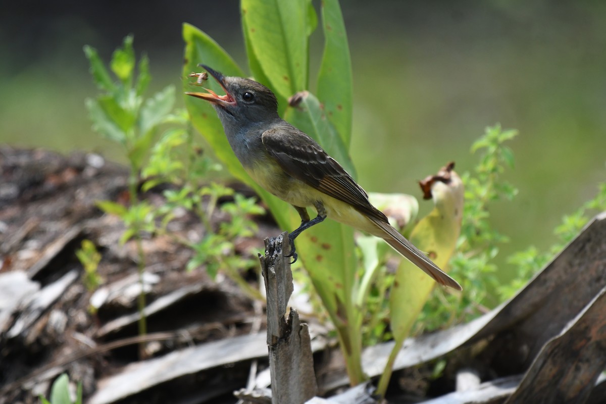 Great Crested Flycatcher - ML636250677
