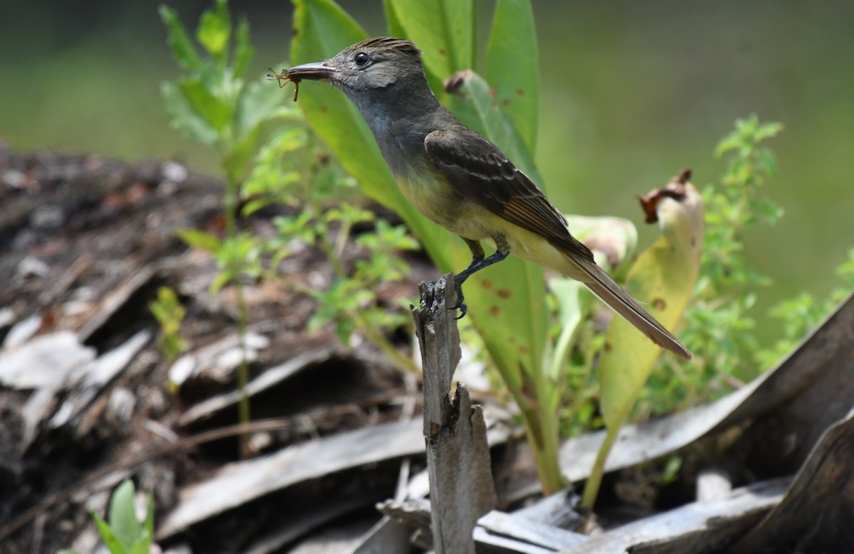 Great Crested Flycatcher - ML636250678
