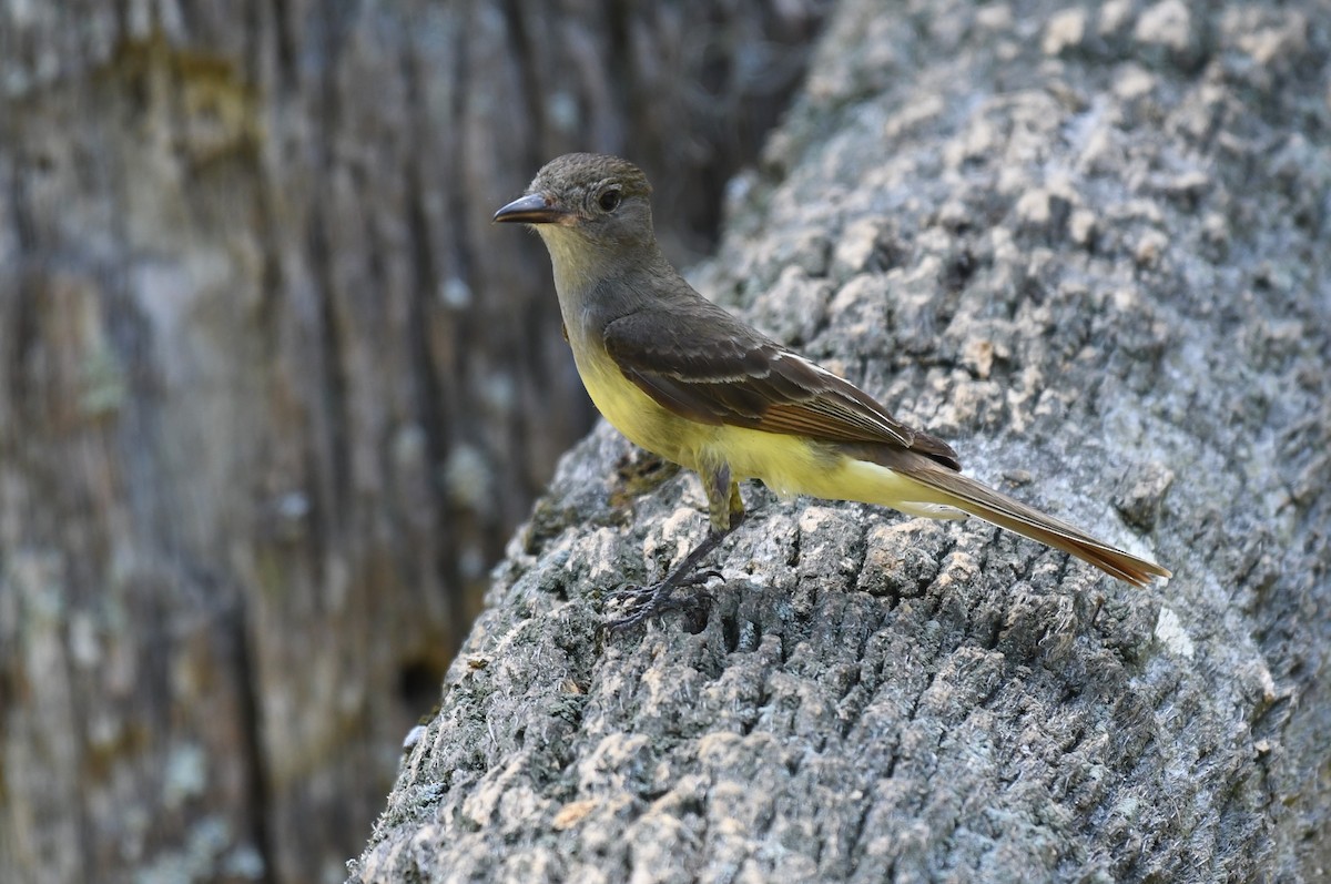 Great Crested Flycatcher - ML636250679