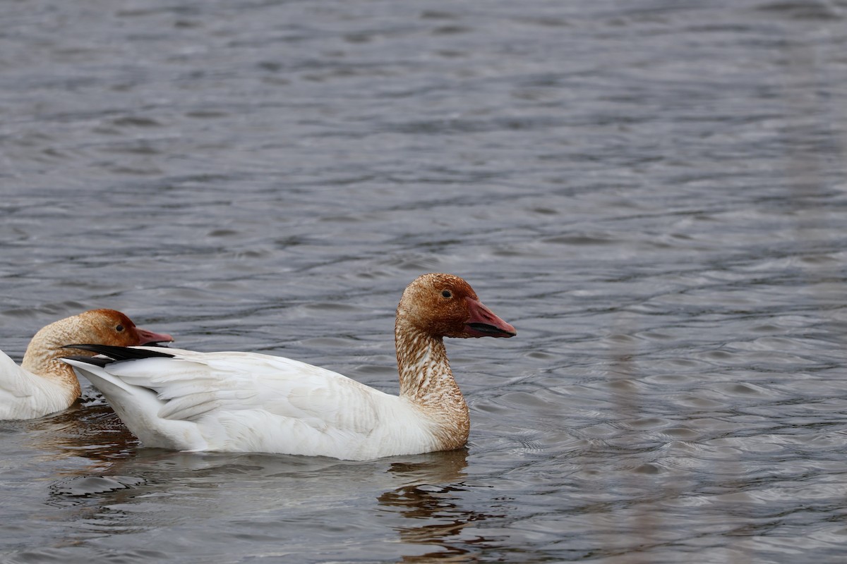 Snow Goose - ML636250704
