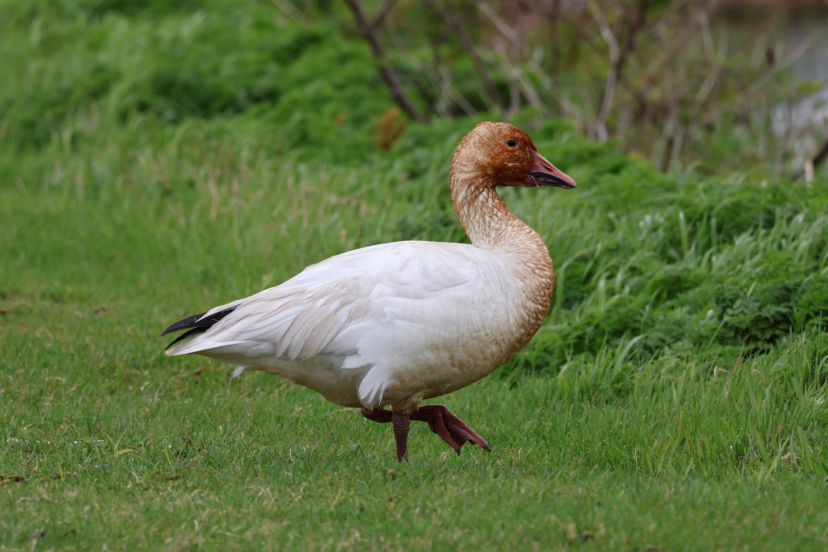 Snow Goose - ML636250706