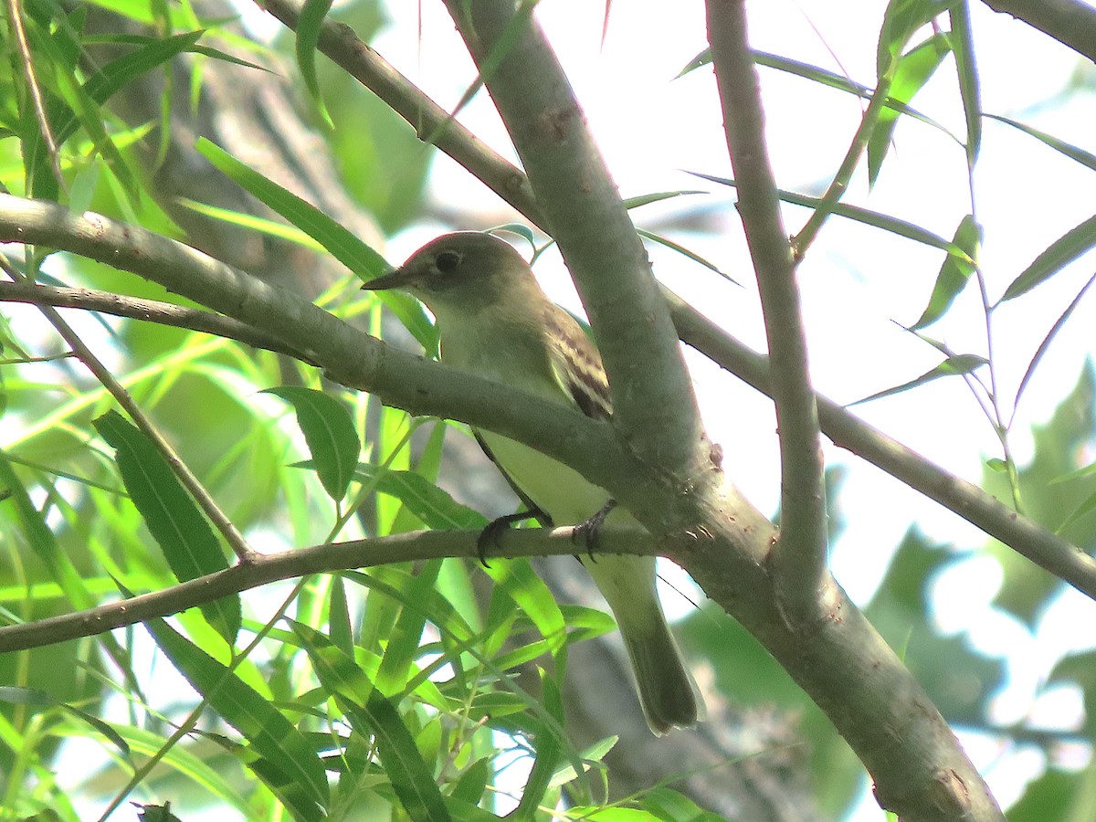 Alder Flycatcher - ML636250726