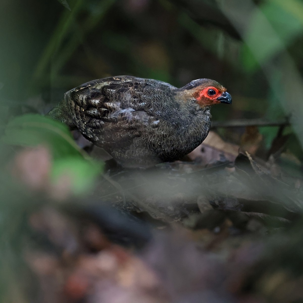 Marbled Wood-Quail - ML636250798