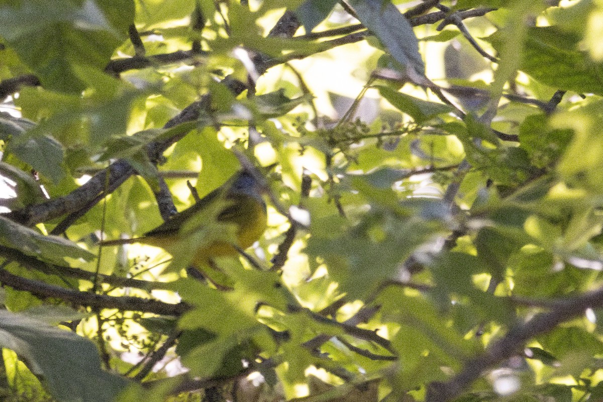 Mourning Warbler - ML636250816