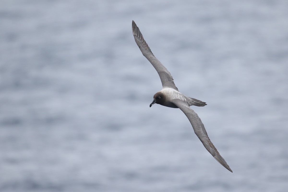 Albatros Tiznado - ML636250834