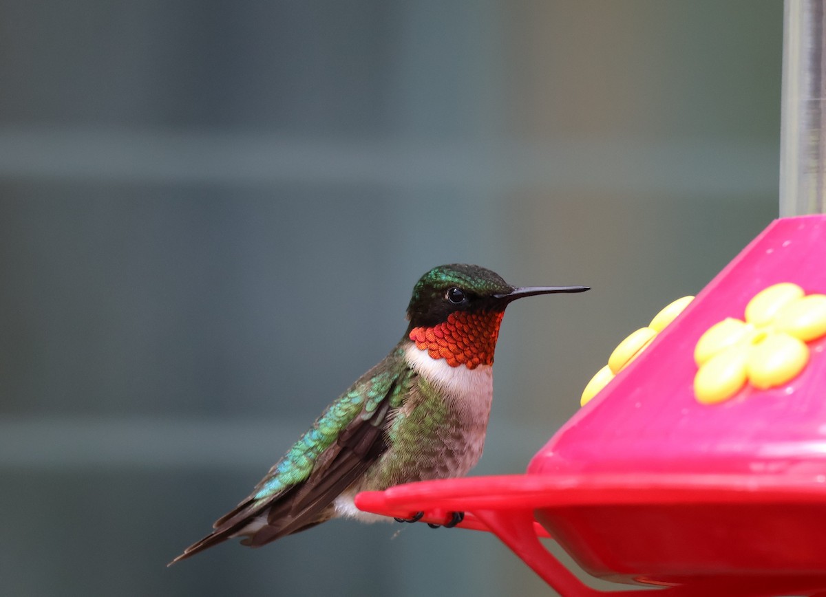 Ruby-throated Hummingbird - ML636250900