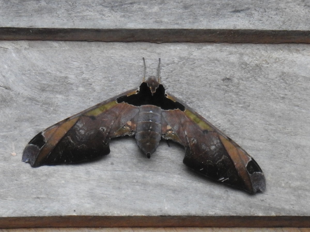 Butterflies and Moths - ML636250933