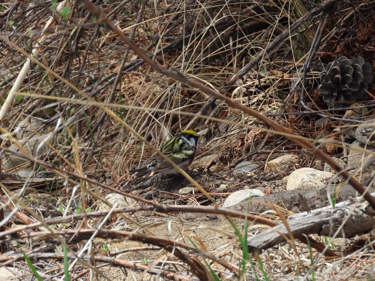 Chestnut-sided Warbler - ML636250980