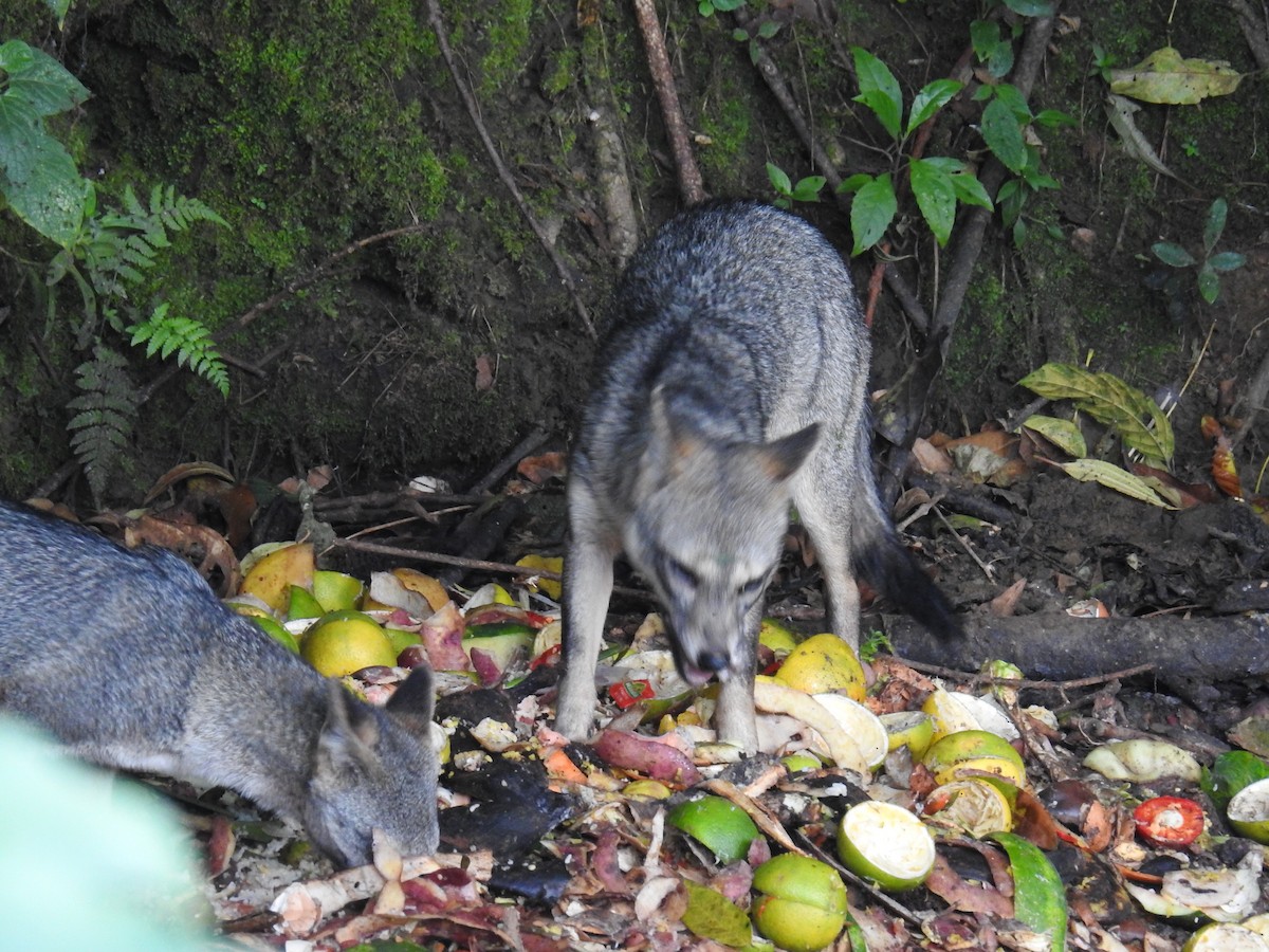 Crab-eating Fox - ML636251028