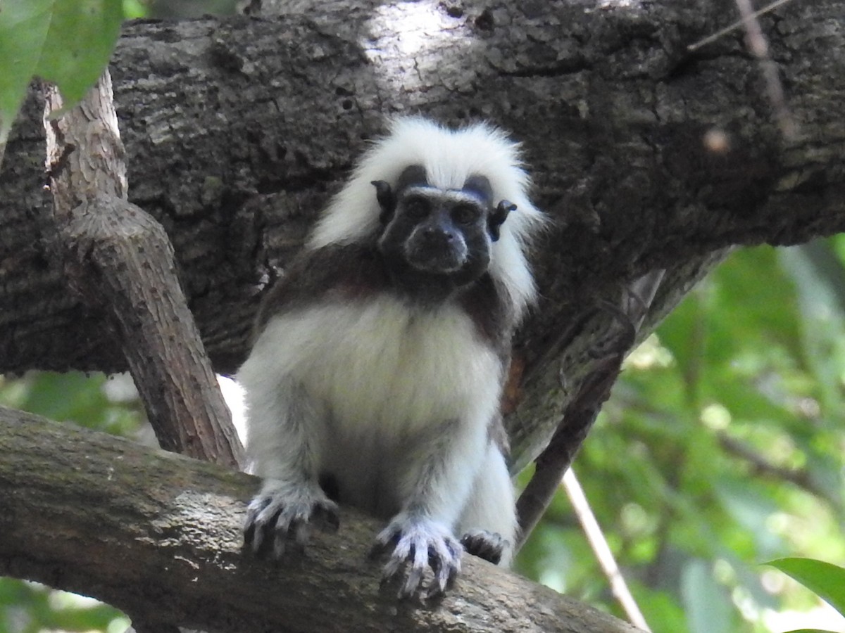 Cotton-headed Tamarin - ML636251154