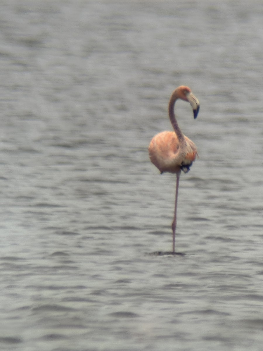American Flamingo - ML636251414