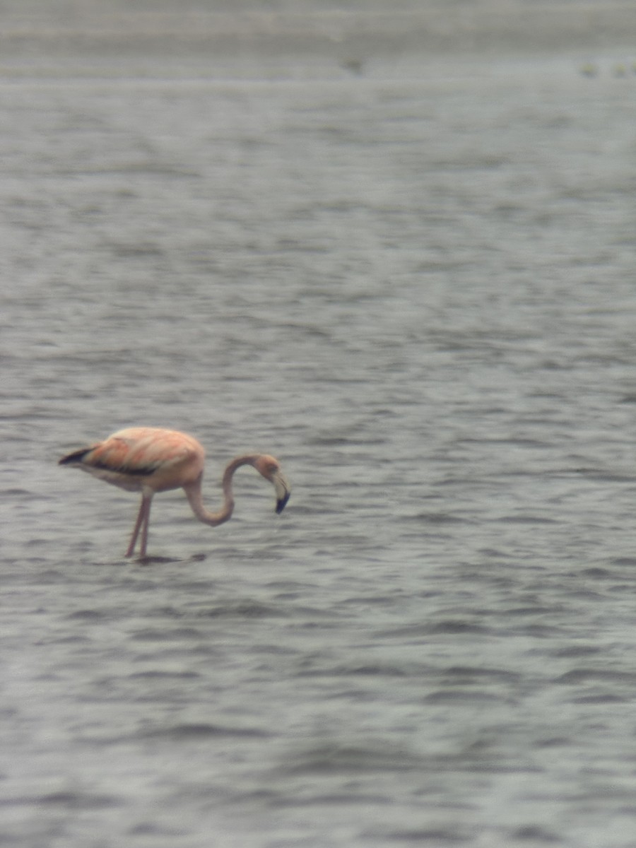 American Flamingo - ML636251415