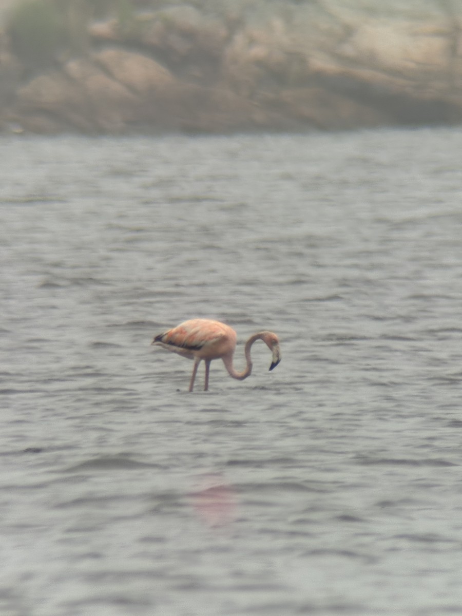 American Flamingo - ML636251416